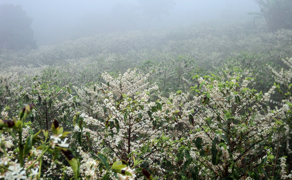 Fazendas Associadas a COCARIVE Floradas de pé de café. 