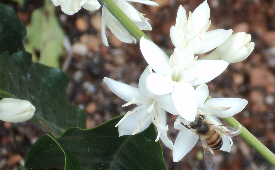 Of flowering COFFEE BEANS TO SPECIAL. 