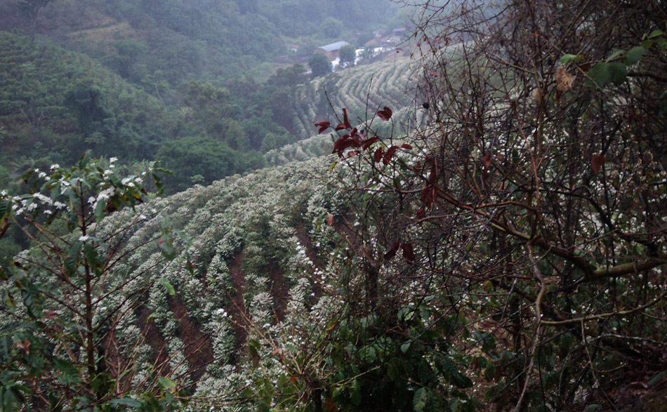 Serra da microrregiao da Mantiqueira de Minas  em  Carmo de Minas onde fica a sede da Cocarive maior produtora de café especial do Brasil.