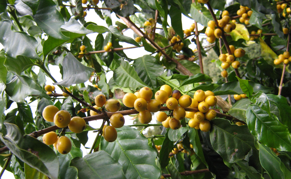 O Fruto do Café especial.