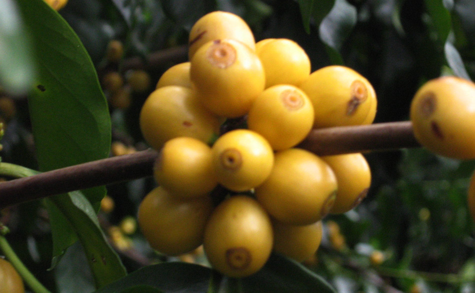 Serra da microrregiao da Mantiqueira de Minas  em  Carmo de Minas onde fica a sede da Cocarive maior produtora de café especial do Brasil.