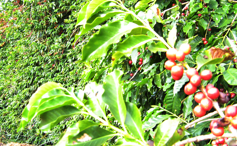 O Fruto do Café especial.