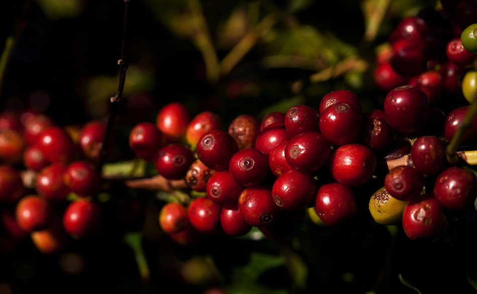 Serra da microrregiao da Mantiqueira de Minas  em  Carmo de Minas onde fica a sede da Cocarive maior produtora de café especial do Brasil.