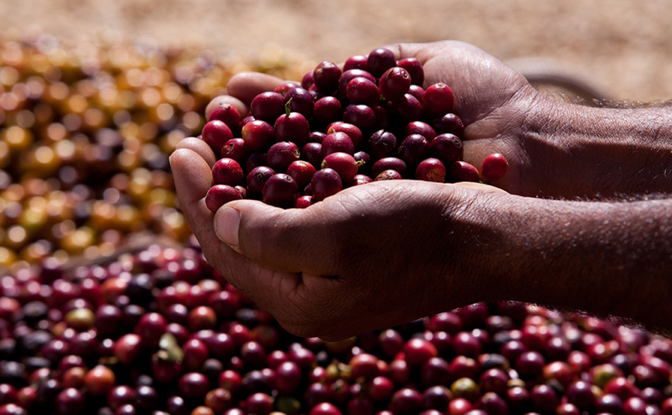 Serra da microrregiao da Mantiqueira de Minas  em  Carmo de Minas onde fica a sede da Cocarive maior produtora de café especial do Brasil.