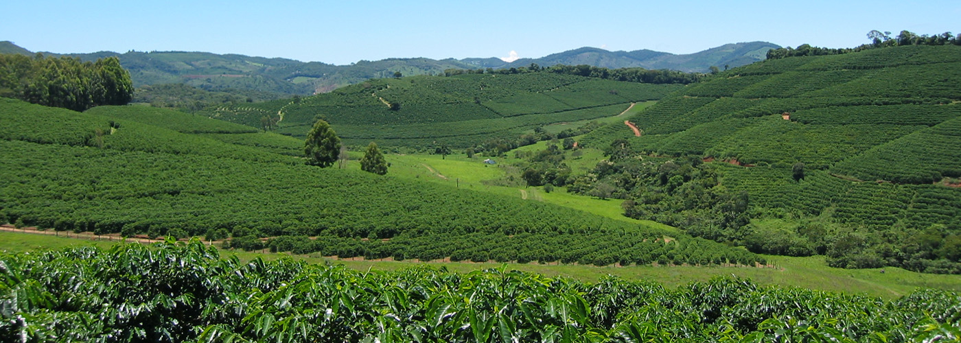 Cocarive produzindo os melhores grãos de café do Brasil.